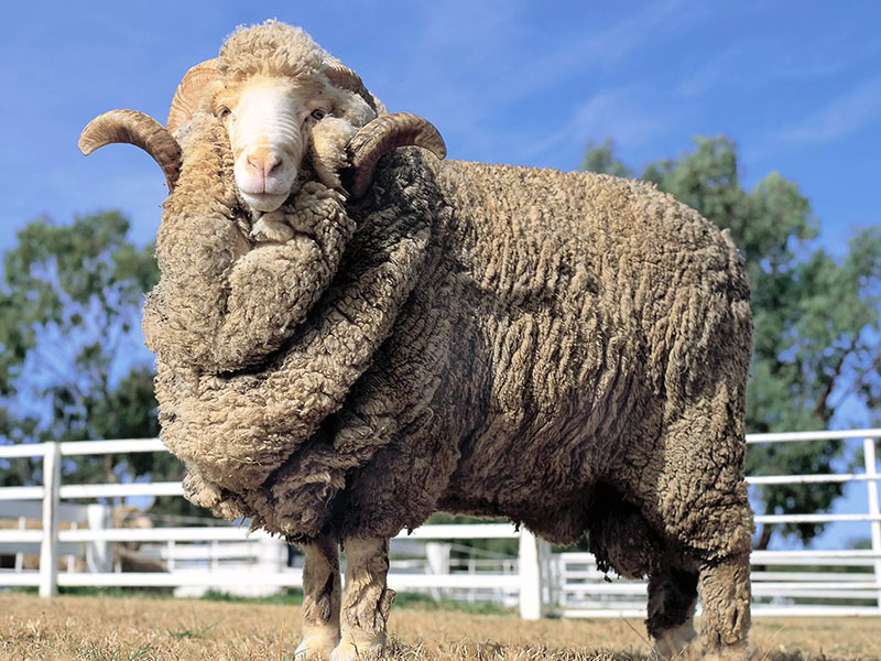 Шетландская шерсть меринос